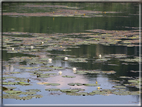 foto Lago di Fimon